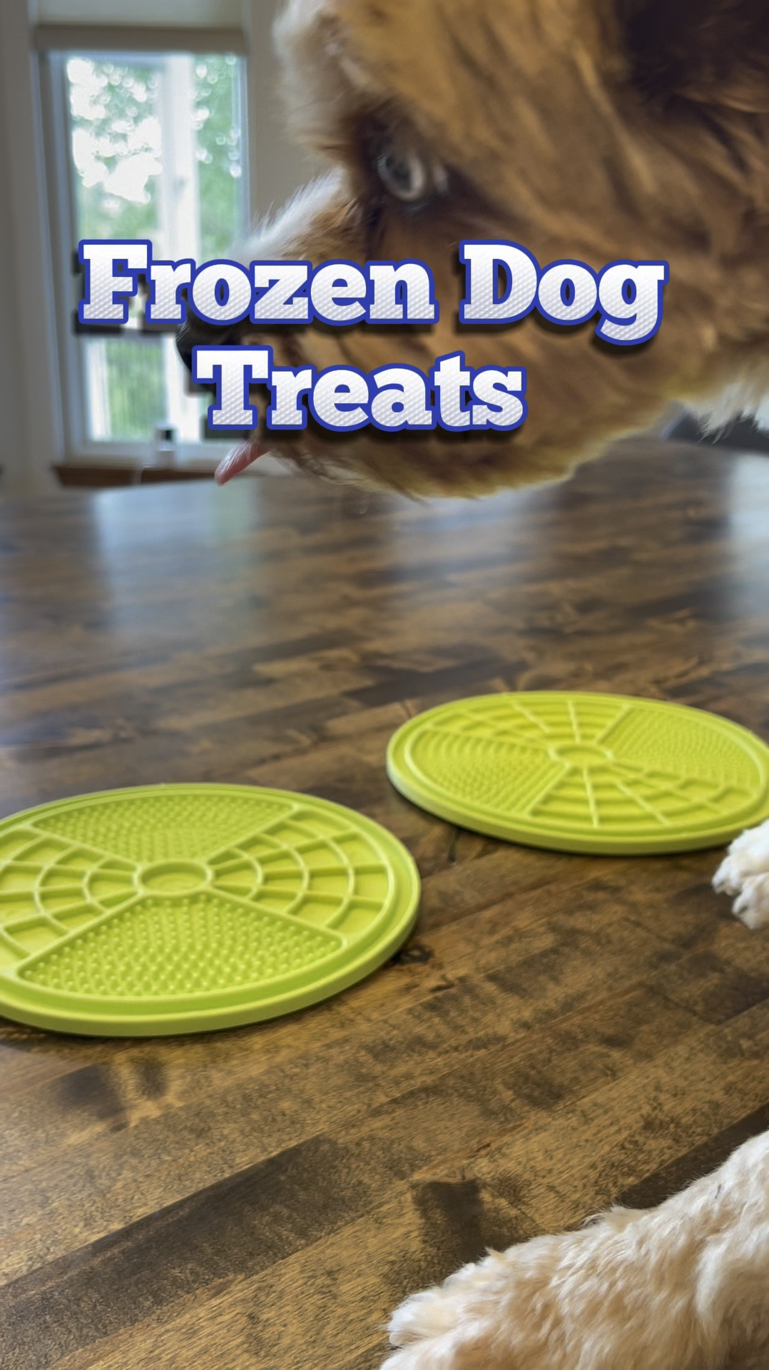 I love frozen treats the warmer it gets and so do our dogs. 
This is a frozen yogurt that I can use to deliver their supplements. Topped with “boo berries” and served on the back deck  

#LTKHome #LTKVideo