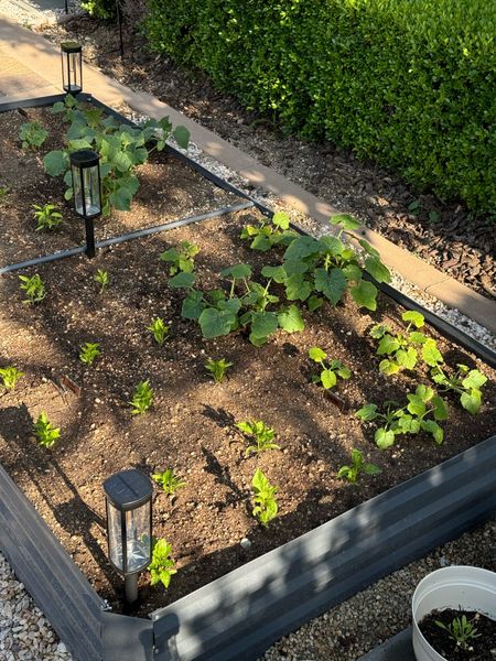 DIY at home vegetable garden 🌱💧🌽🥬🌶️🍉🥒🍅

#LTKFindsUnder100 #LTKSeasonal #LTKHome