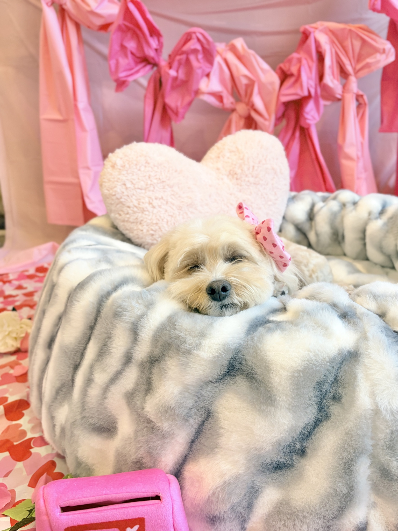 Here’s how my dog’s valentines photoshoot during toddler nap time turned out 💘

#LTKootd #LTKmomlife #LTKValentine