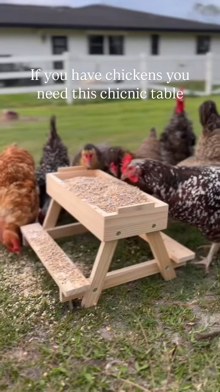 The chicken picnic table is always a hit with my chickens - 🔗 in bio! 
.
.
.
.
.
.
#chicken #chickens #backyardchickens #chickencare #raisingchickens #farm #florida #homestead