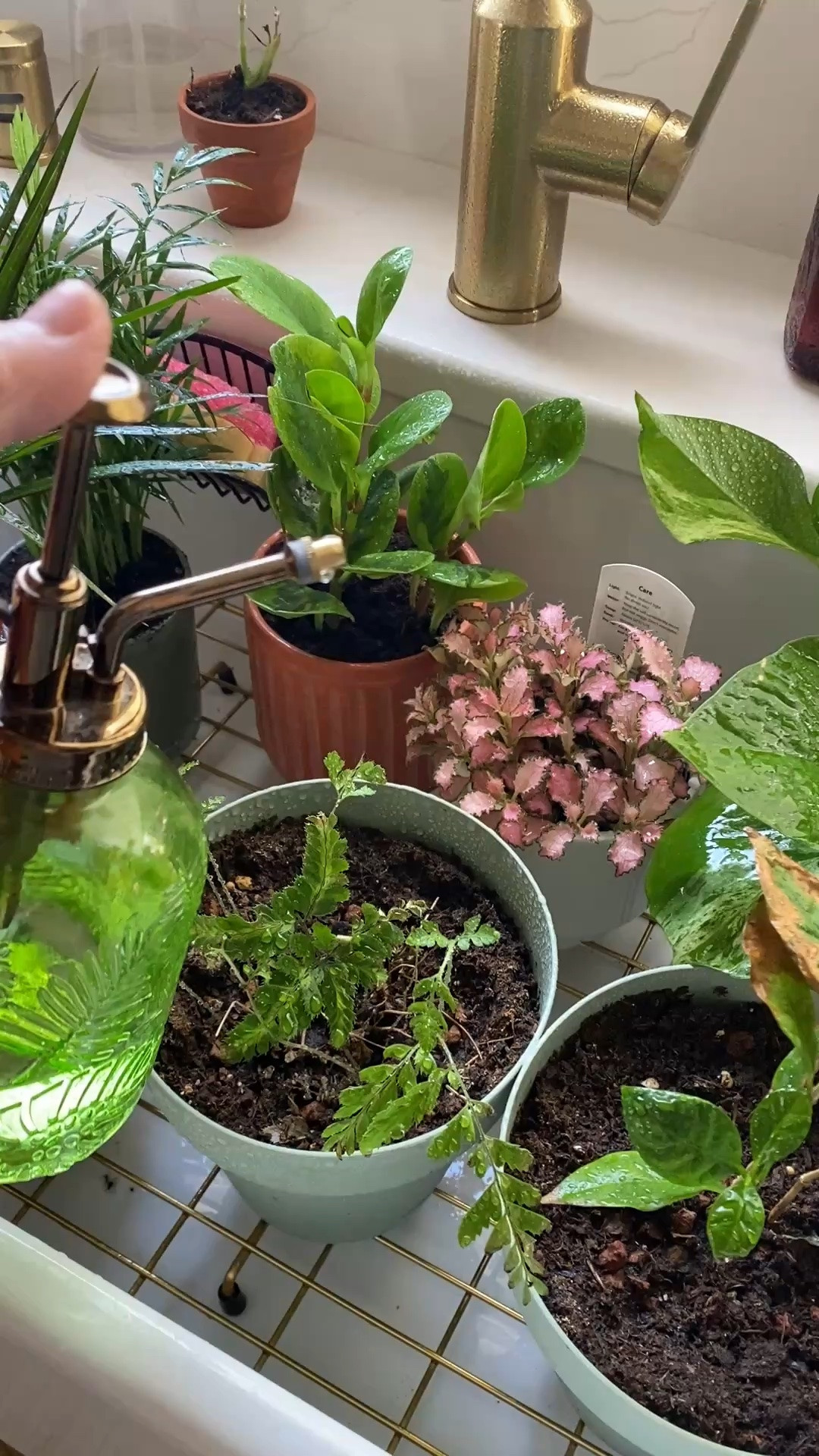 Cappuccino time & houseplant watering & misting day. What are your favorite houseplants? #houseplants #misters #slomorning #espresso

#LTKdayinmylife #LTKmorningroutine #LTKHome