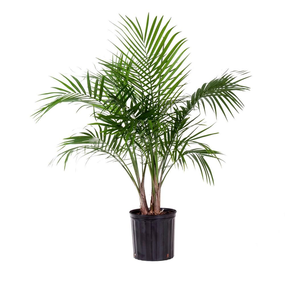 2.5 Qt. Majesty Palm Ravenea Plant in Grower Pot | The Home Depot