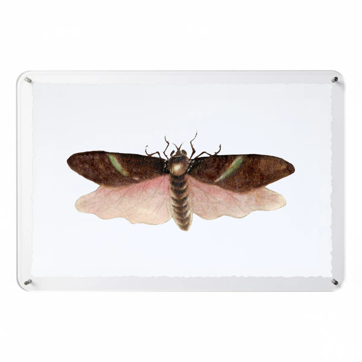 Titali in Acrylic - Chocolate | Moth Artwork Acrylic Float Frame | Scout Design Studio