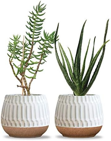 Carlton Lane Valencia - Ceramic Indoor Flower Pots for Plants – Indoor Garden Planters with Drainage | Amazon (US)