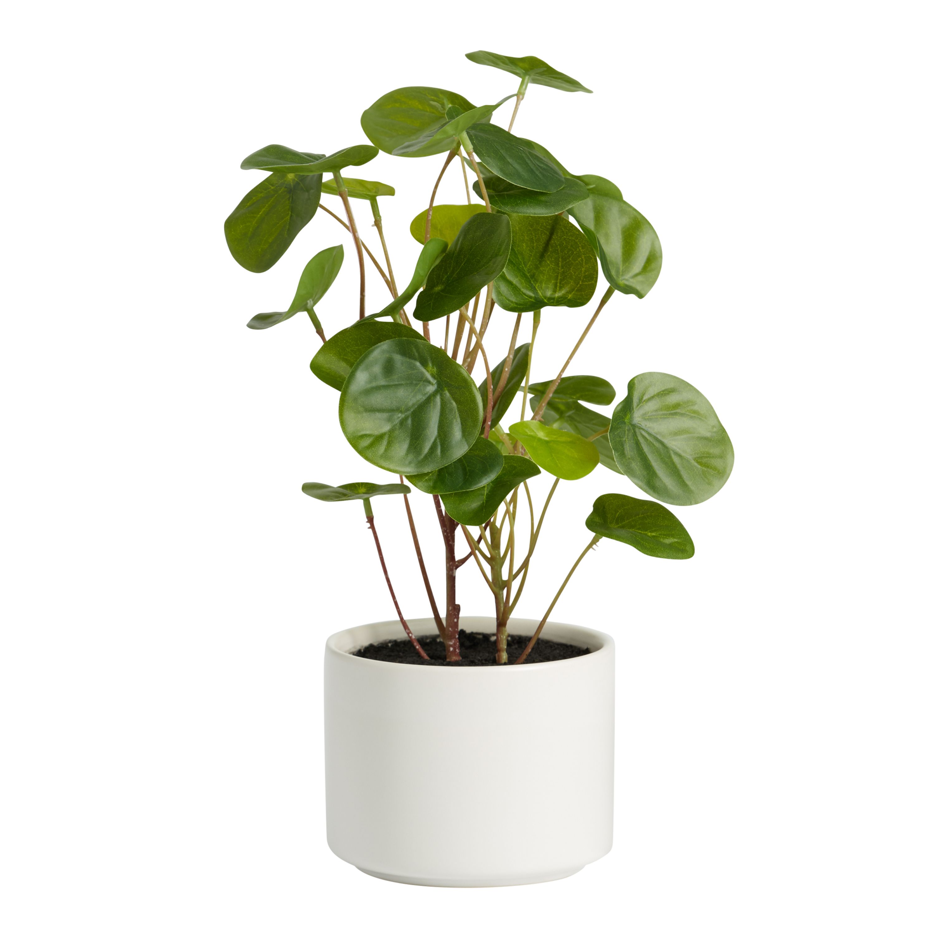 Faux Chinese Money Plant in Ceramic Pot | World Market