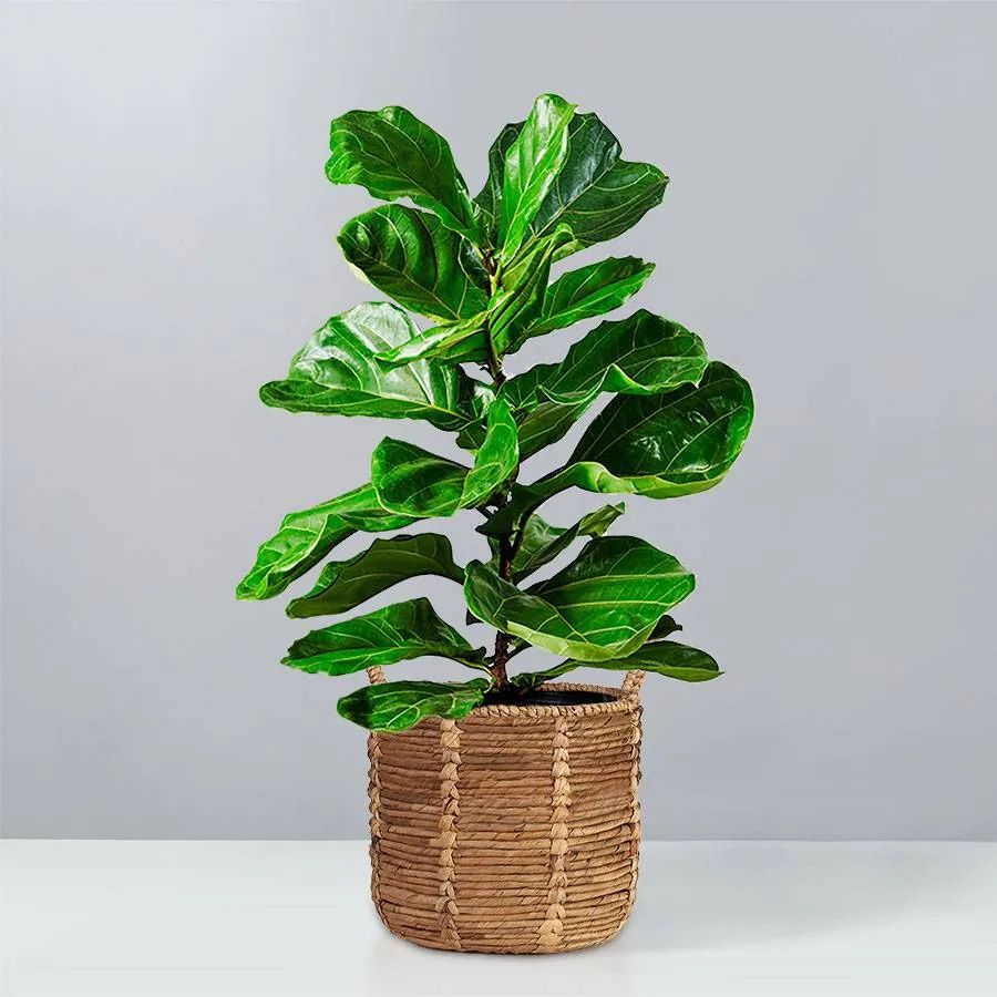Fiddle Leaf Fig Floor Plant | plants.com