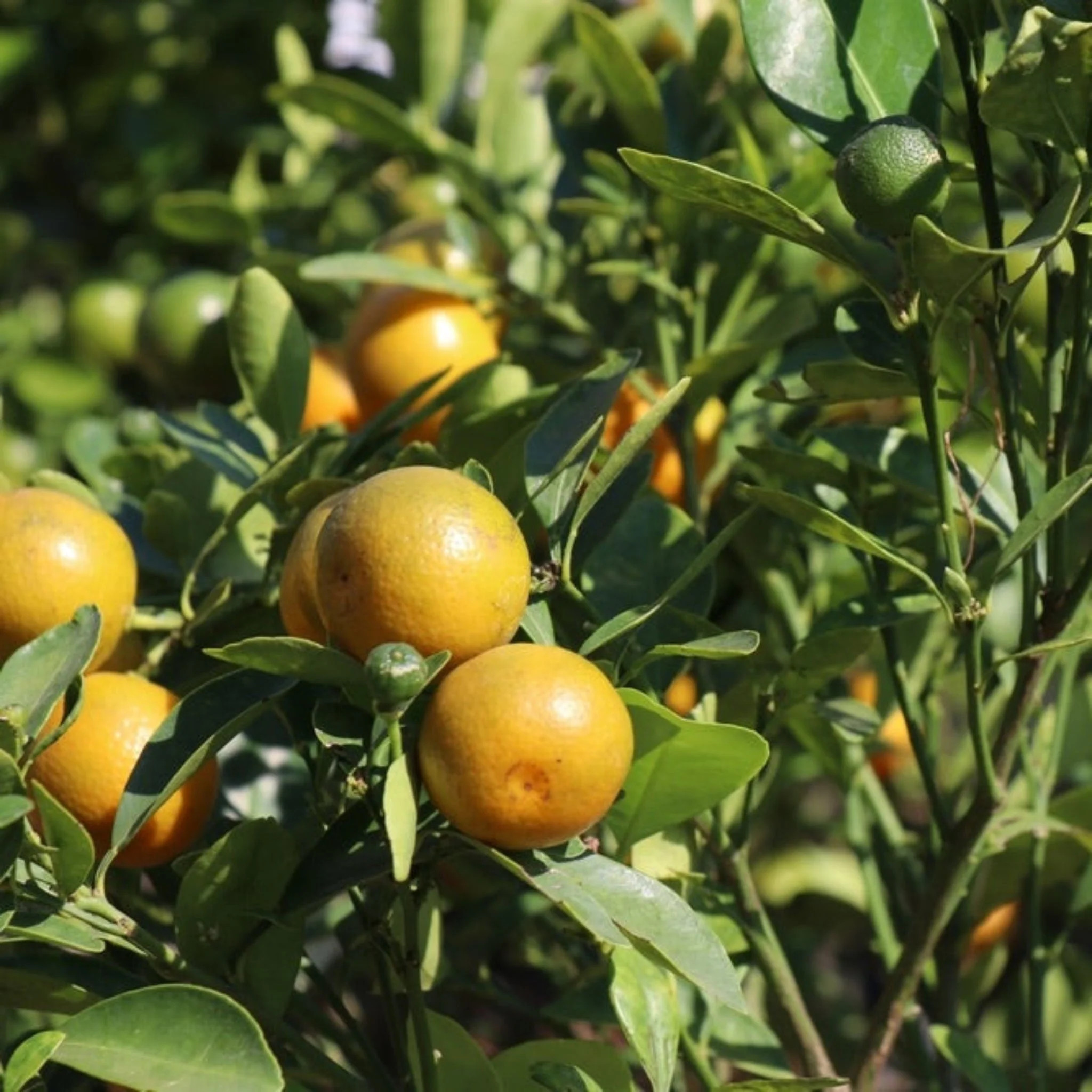 Westin Orange Tree | The Sill