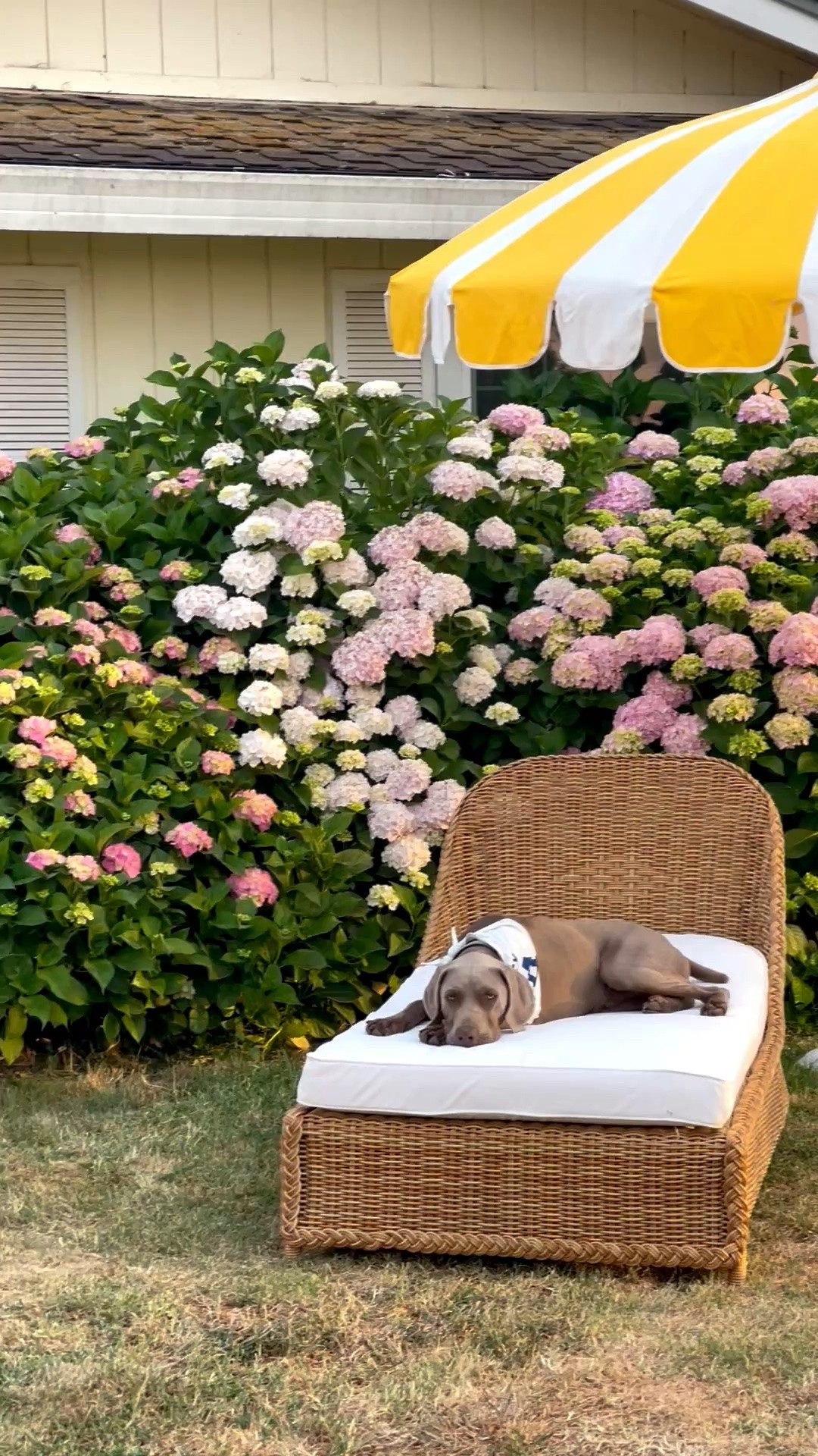 My dog relaxing on his chaise lounge chair under his pagoda patio umbrella 💛 in the hydrangea garden!

#LTKMothersDay #LTKSeasonal