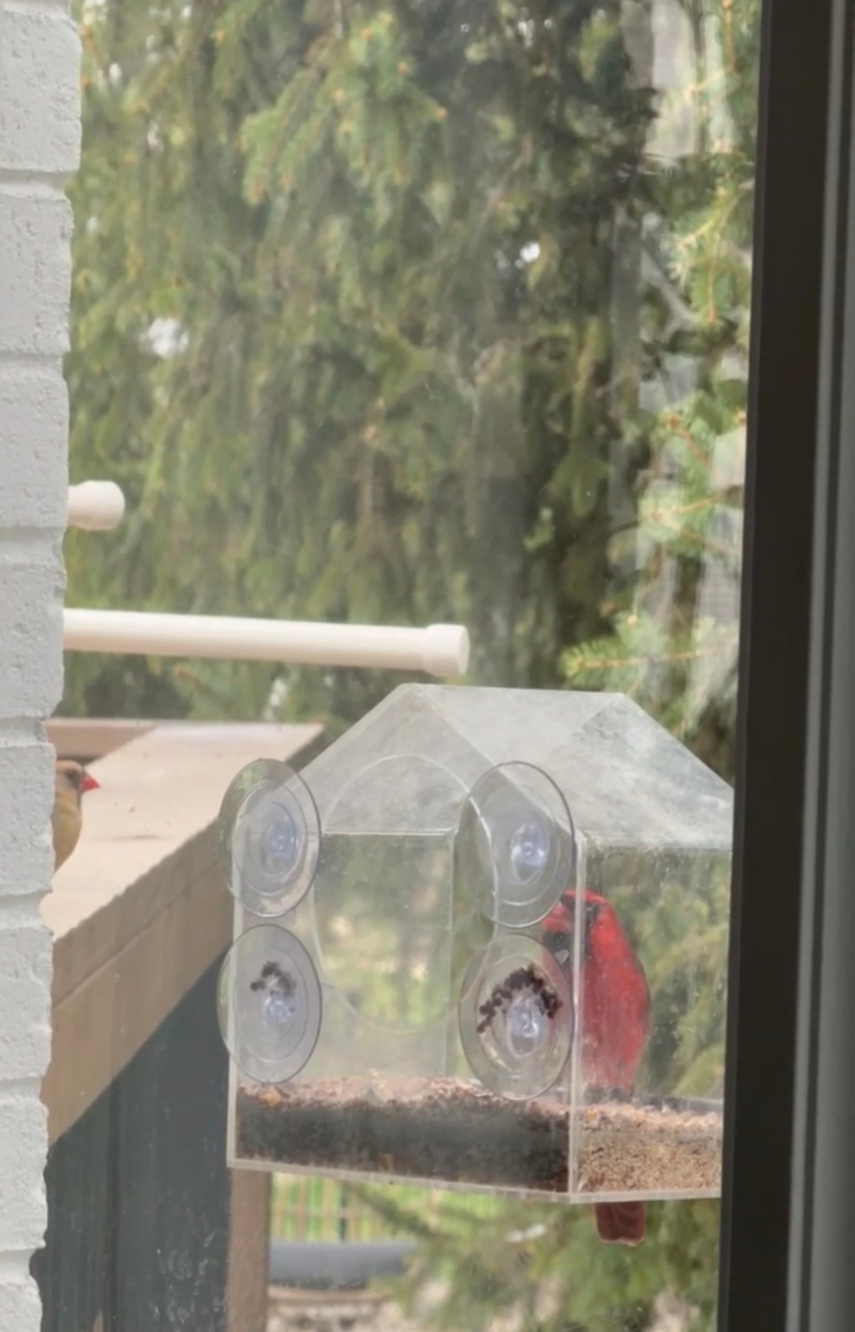 Amazon bird feeder 🐦‍⬛

#LTKHome #LTKdayinmylife #LTKSeasonal