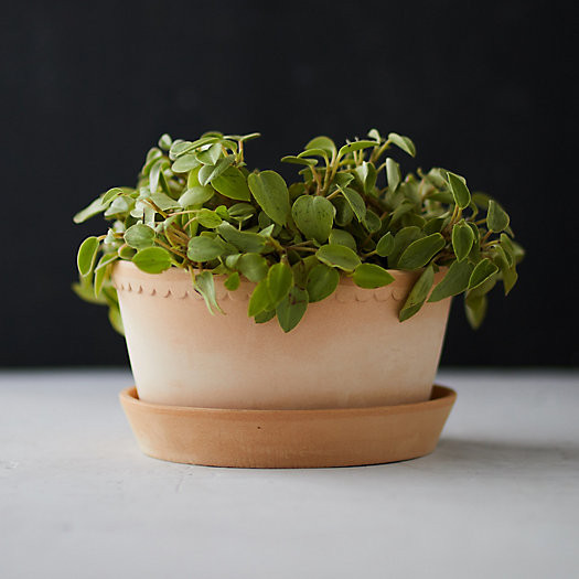 Bergs Scallop Bowl + Saucer Set | Terrain