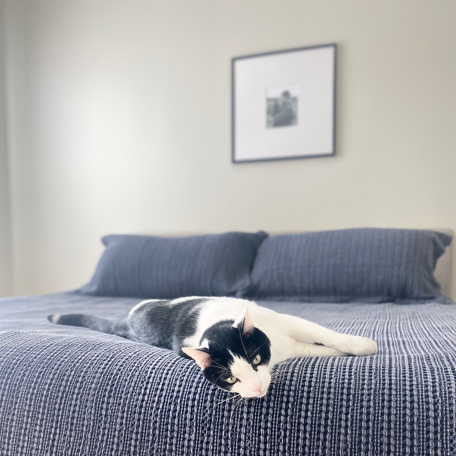 Received this duvet cover, shams and Buffy breeze comforter for my bridal shower and the whole family is loving it! 

Pottery Barn is having some sales, including this frame and duvet cover!

#LTKhome #LTKwedding #LTKsalealert