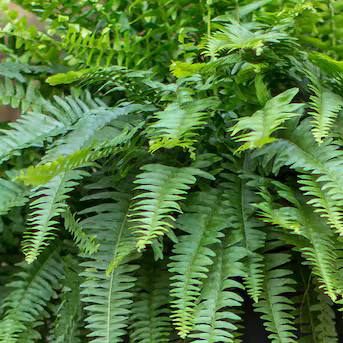 Lowe's Boston Fern in 1.5-Gallon Hanging Basket | Lowe's