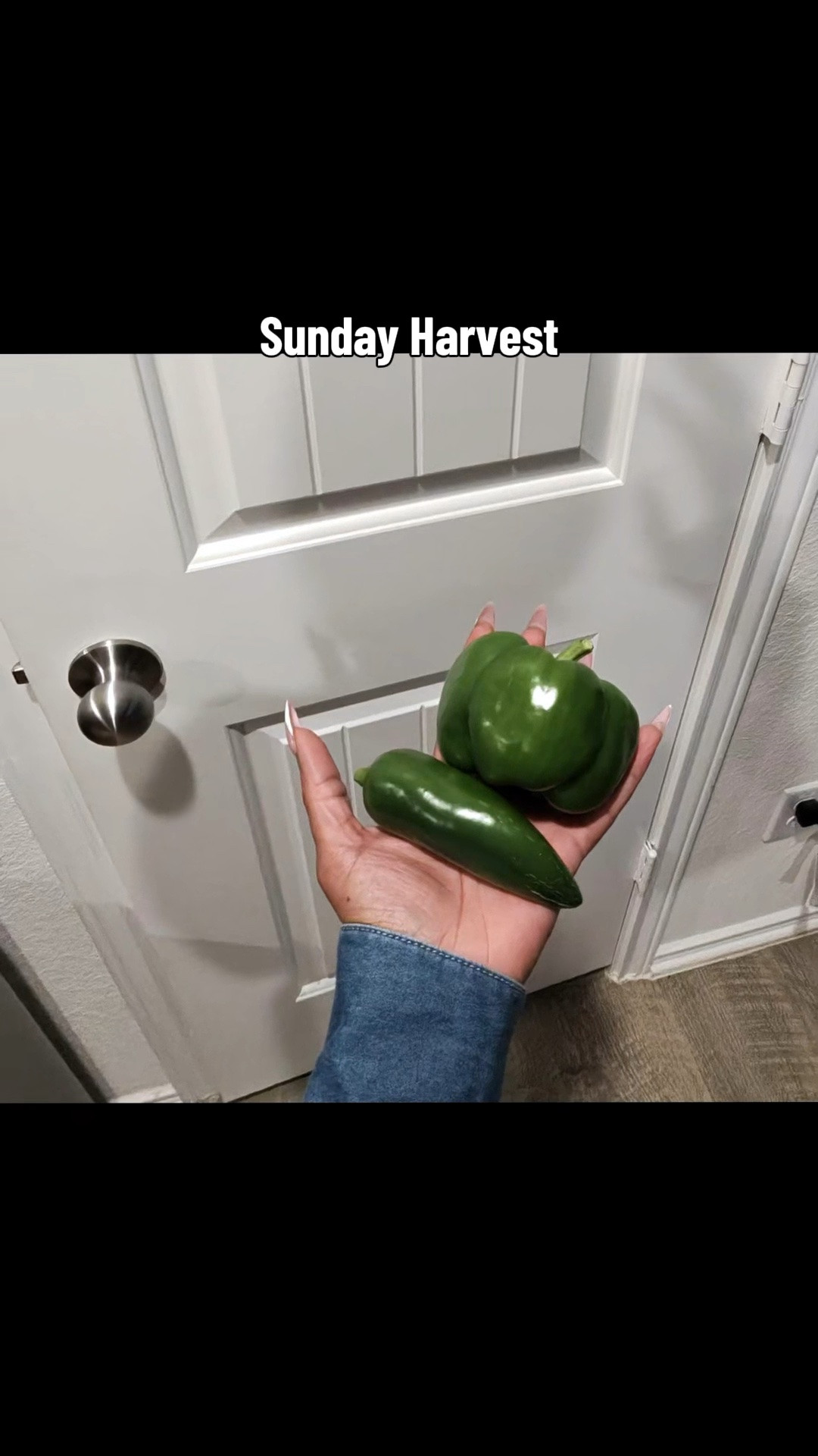 Sunday harvest looking REAL good over here 🌱✨
Picked fresh jalapeños, bell peppers, and cherry tomatoes straight from my garden today. There’s just something different about food you grew yourself 😍🍅🌶️

#GardenTok #HomeGarden #HarvestDay #GrowYourOwnFood #TexasGardening

#LTKHome