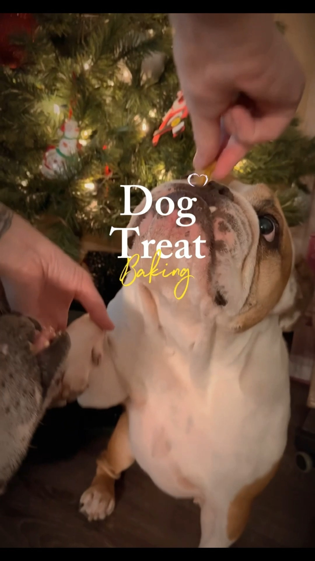 Homemade Dog Treats 🐶 
INGREDIENTS
2 1/2 cups whole wheat flour
2 large eggs
_ 1/2 cup canned pumpkin
• 2 tbsp natural peanut butter avoid any peanut butter that contains the sweetener
Xylitol
1/2 tsp ground cinnamon

#ltkpets #dog #dogtreats 

#LTKdayinmylife #LTKfoodie #LTKHoliday