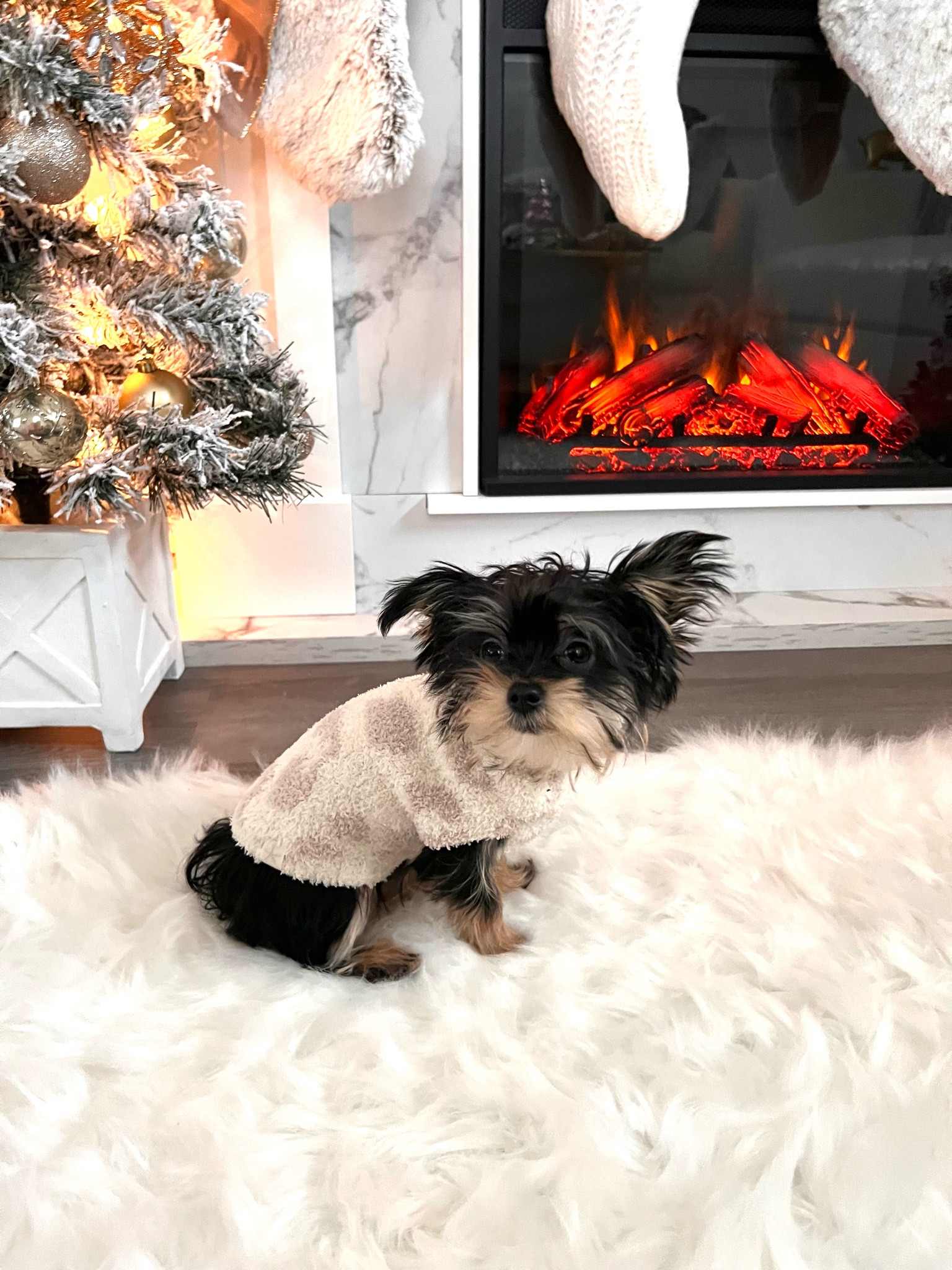 Linked Paris’s sweater 🥰🐾🐶

#LTKfamily #LTKFind #LTKunder50