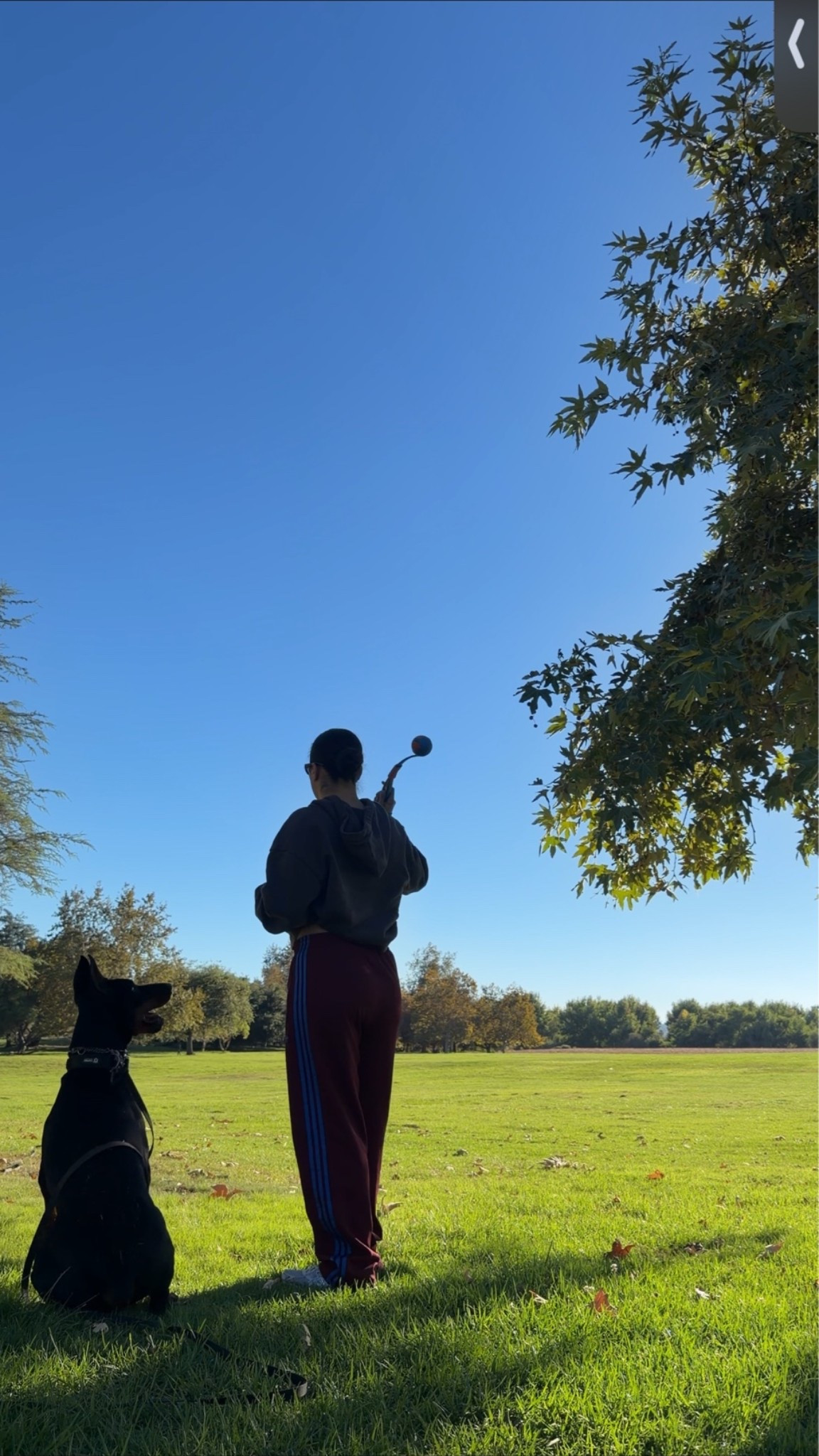 The best long lead for dogs! #doberman #longlead #dogleash