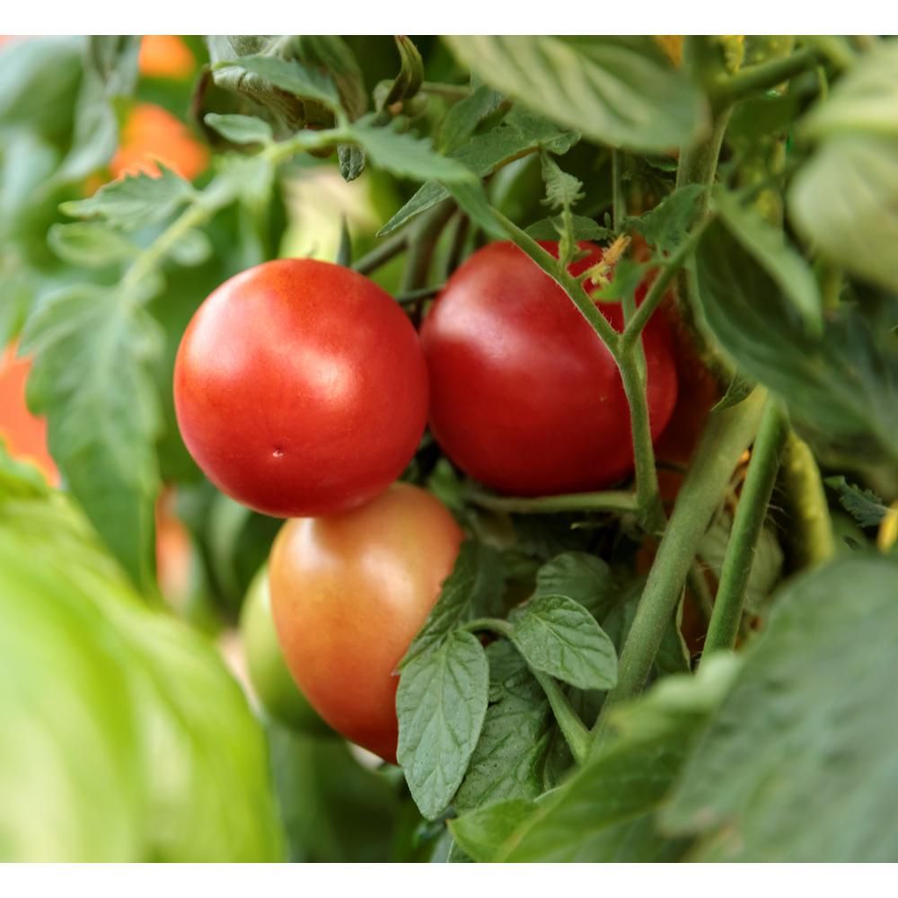 PROVEN WINNERS 4.25 in. Grande Garden Gem Tomato (Lycopersicon) Live Plant, Red Tomatoes 4-Pack-V... | The Home Depot