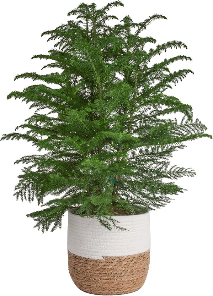 Costa Farms Live Christmas Tree, Large Norfolk Island Pine in Premium Indoor Décor Plant Pot, Ho... | Amazon (US)