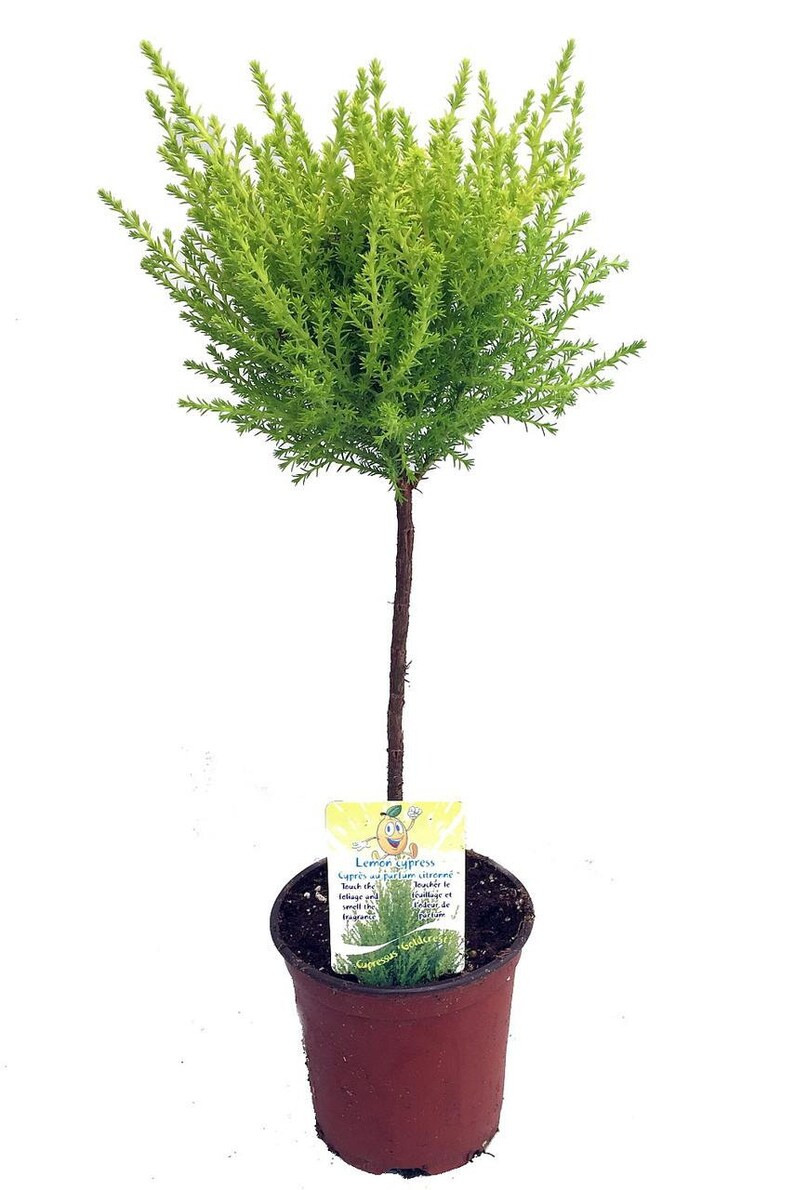 Lemon Scented Goldcrest Mini Poodle Cypress Tree 4.5 Pot - Etsy | Etsy (US)