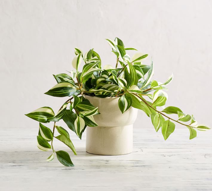 Faux Wandering Variegated Tradescantia Houseplant | Pottery Barn (US)