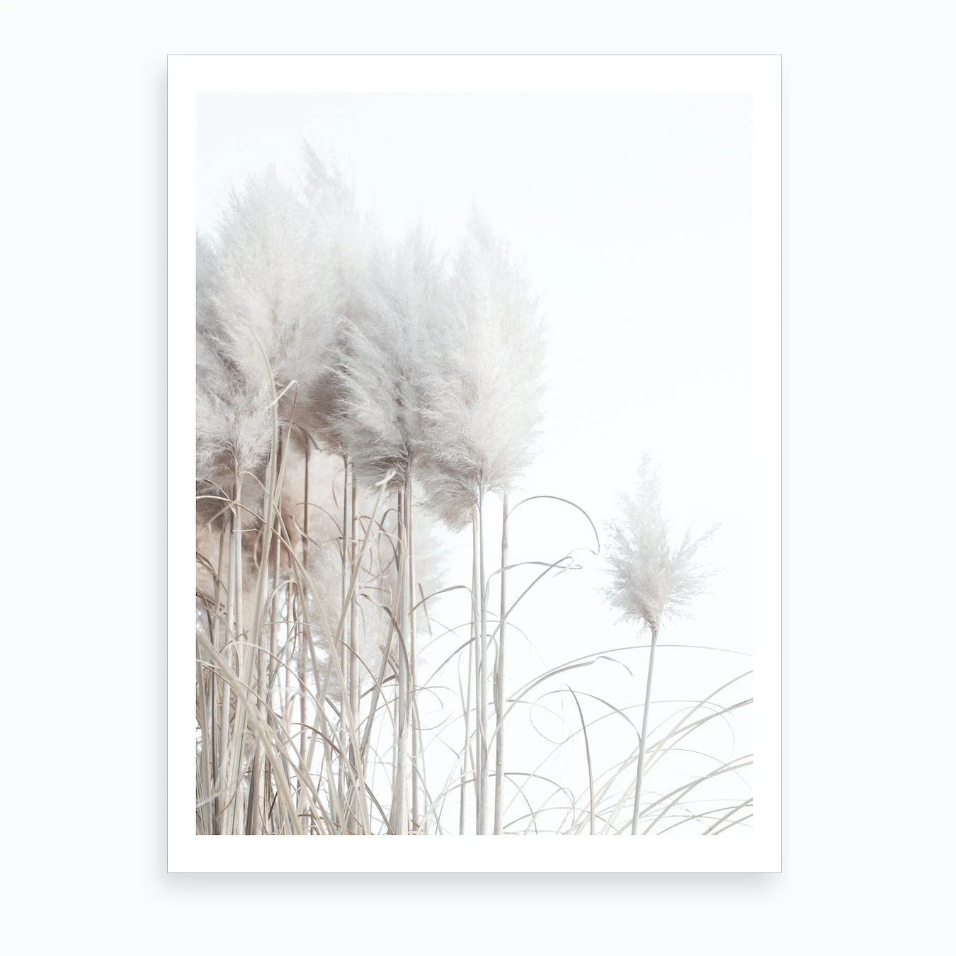 Pampas Grass II Art Print | Fy! (UK)