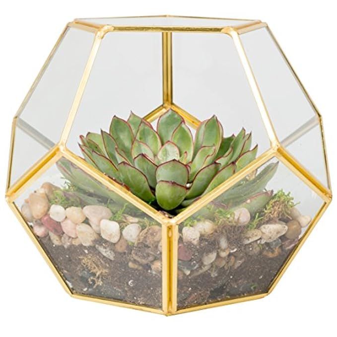 Deco Glass Terrarium, Succulent & Air Plant (Sphere) | Amazon (US)