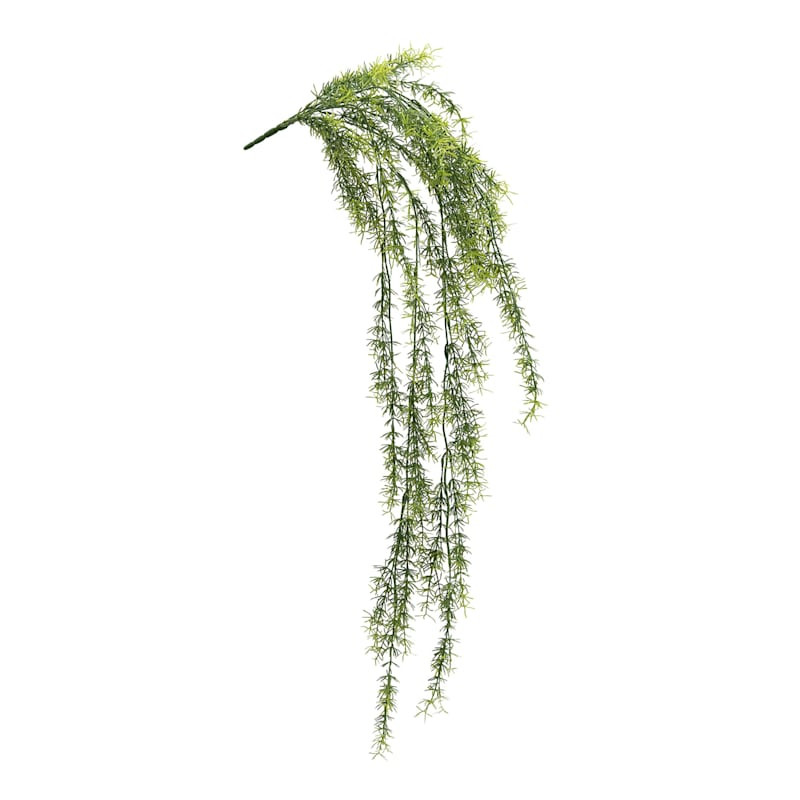Sprengeri Hanging Bush, 39" | At Home
