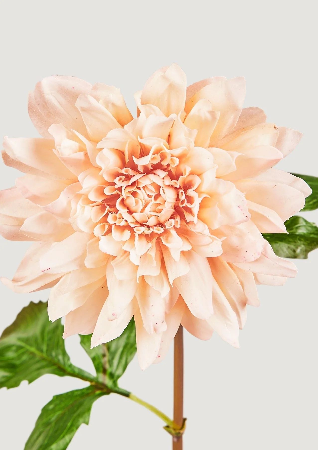 Beige Blush Real Touch Dahlia Flower - 19.5" | Afloral