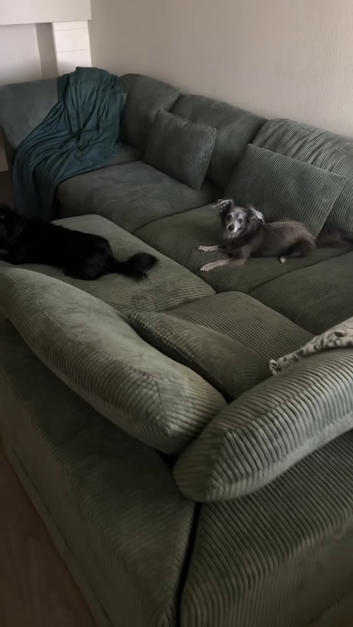 Dog approved sectional! We all love it. It comes in different colors too, but we adore the green. #dogfriendly #dogapproved ##dogcouch #dogfriendlycouch #sectional #dogs #dogcontent #doglinks #dogfavorites #wayfair