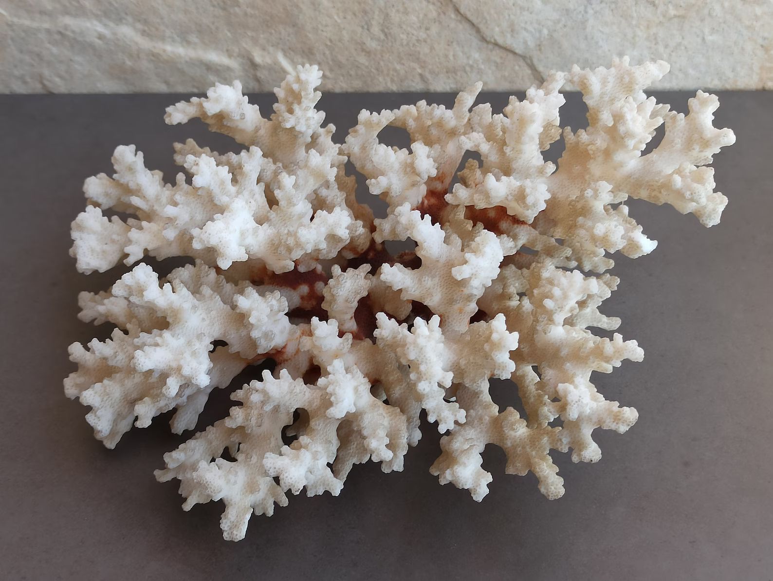 Natural White Coral Tree, White Coral, Coral Tree, Coral Reef Decor, White Coral Reef, Natural Se... | Etsy (US)