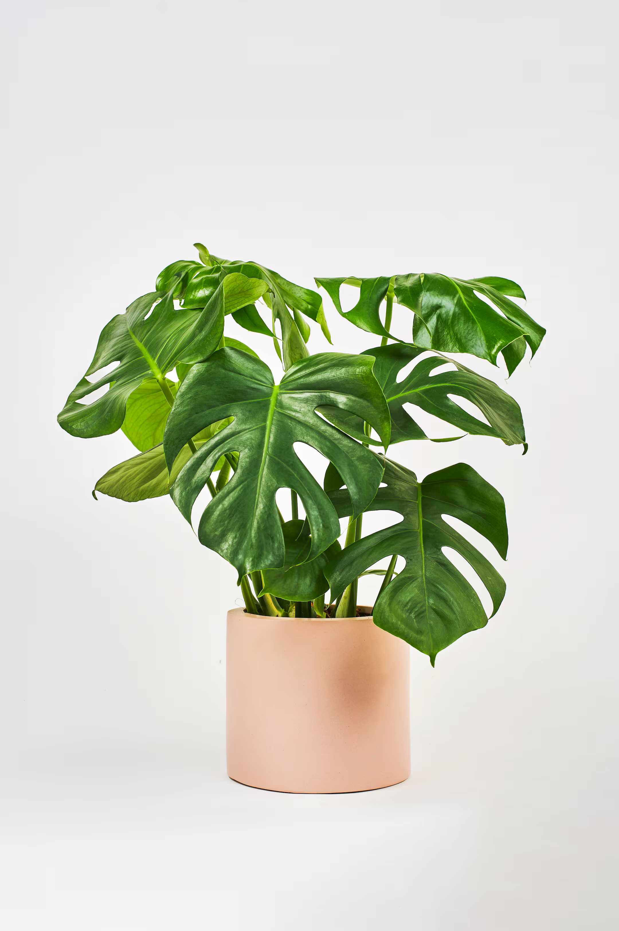 Swiss Cheese | H&M (UK, MY, IN, SG, PH, TW, HK)