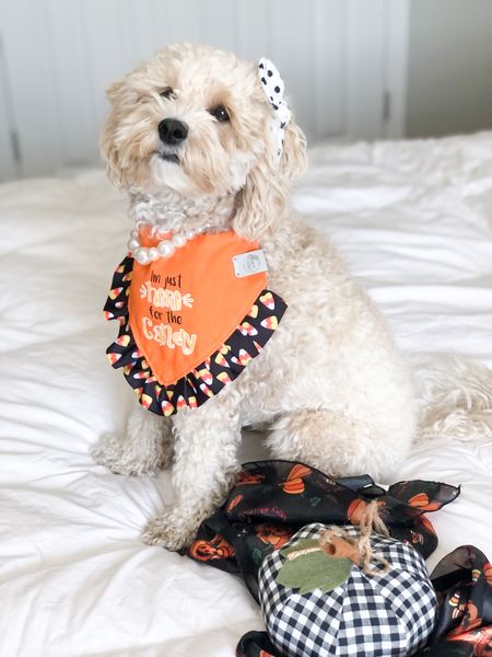Shop my dog bandana at pineapplepawprints.com and hair bow at mybowtiebazaar.com and my dog necklace at agirlsyorkie.com 🐾 —dog model grooming supplies--
#ltkdog #dog #fashion #fall #halloween #decor #falldecor #homedecor #dogaccessories #dogbandana #dogmodel #dogmom 

#LTKSeasonal #LTKfamily