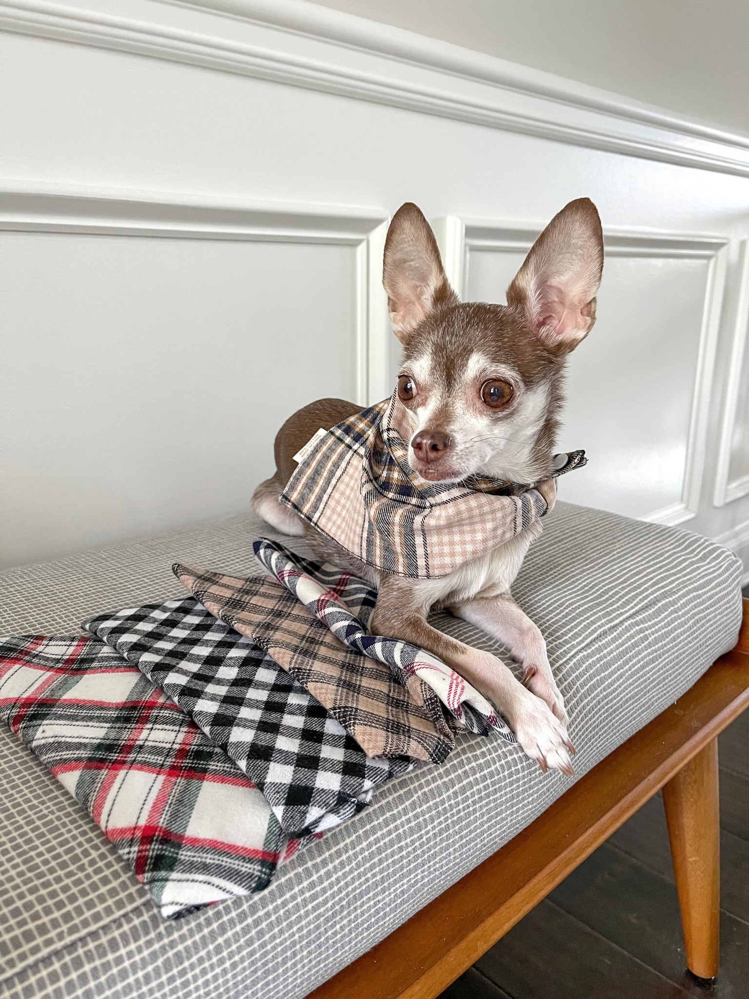 $12.99 for 5 dog bandanas! 

#LTKfamily #LTKSeasonal #LTKunder50