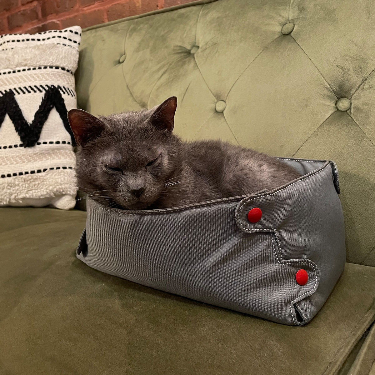 Cat Compression Box | UncommonGoods