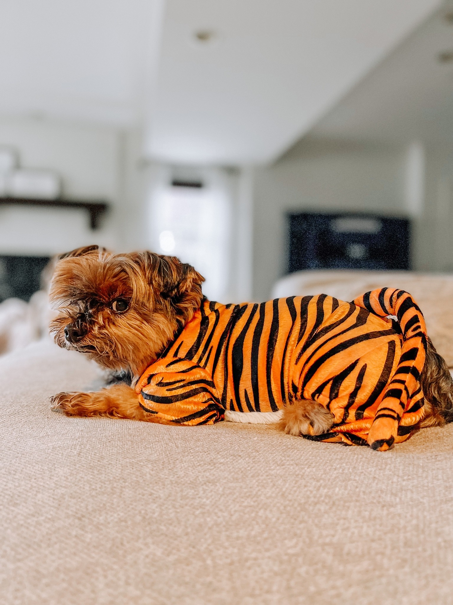 Target pet Halloween outfit
-Gary’s Tiger costumes d bead piece  XS ( this one feels real cozy 🧡 🖤 )

#LTKSeasonal #LTKHoliday #LTKHalloween