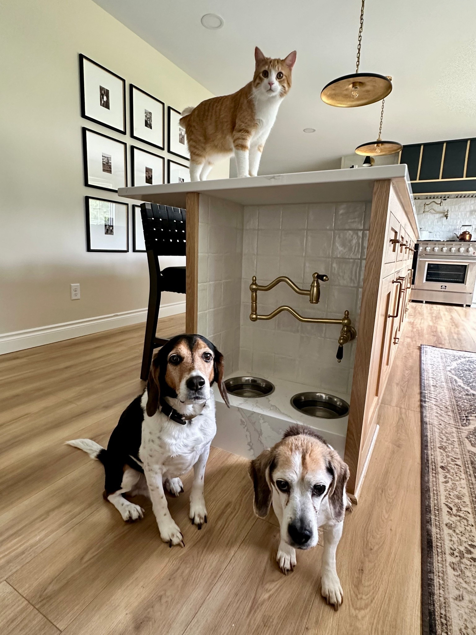 Dog/Cat Drinking Station

#Dogs #Cats #Remodel #Design