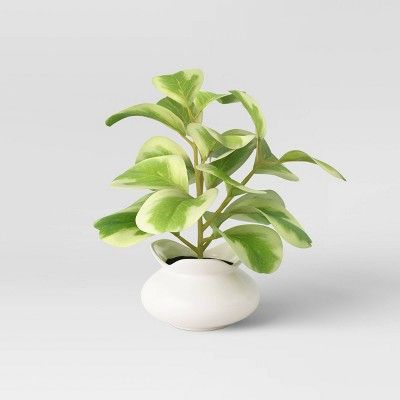 Artificial Small Peperomia Plant in Ceramic Pot - Opalhouse&#8482; | Target