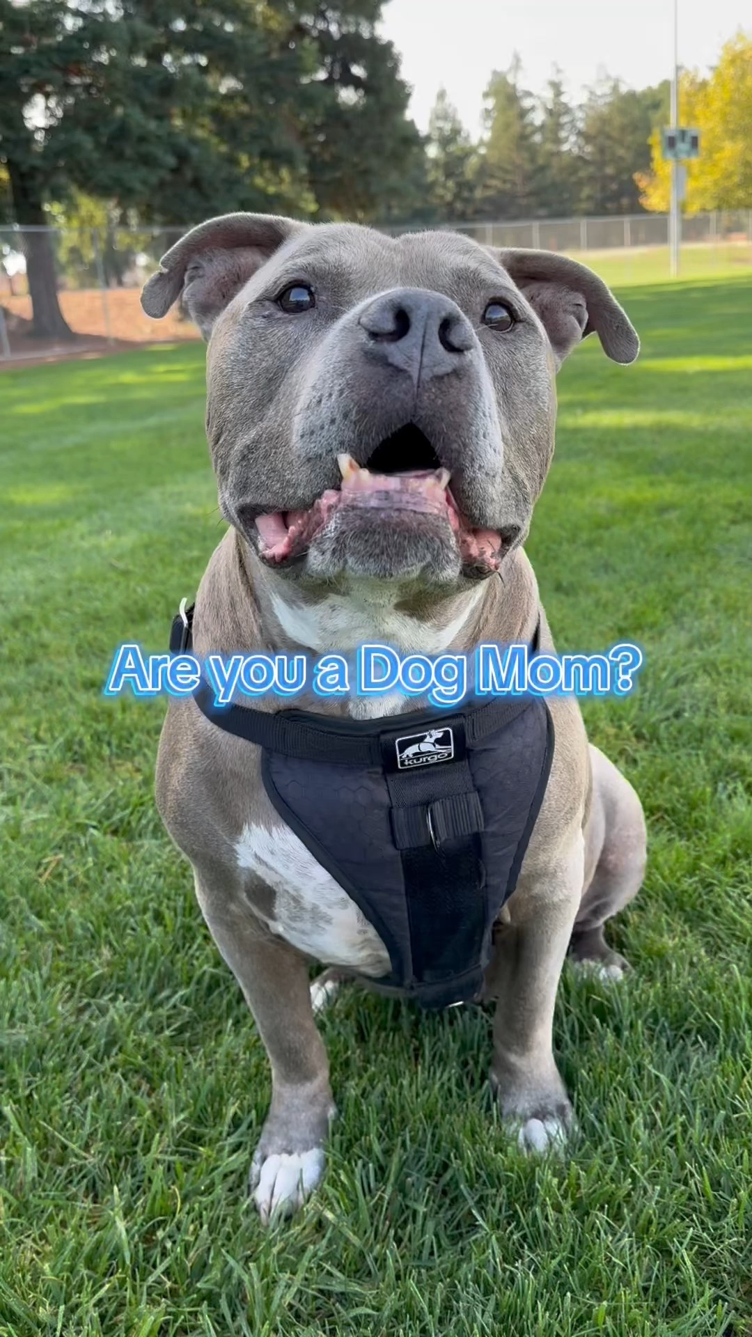 #LTKSeasonal #LTKPets #LTKActive