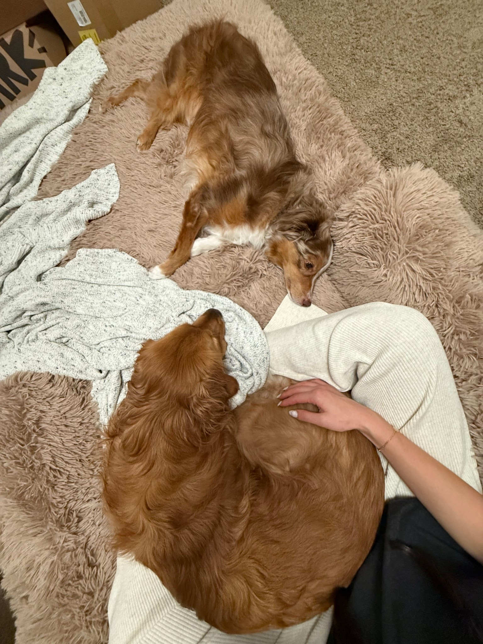 The most comfiest dog bed that will fit all of us ❤️🥺