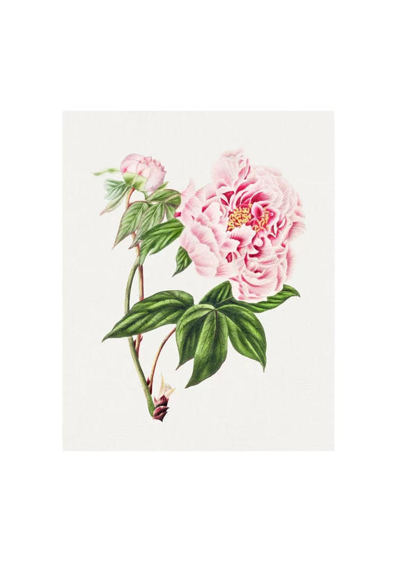 Pink Peony Fine Art Print  Vintage Lithograph From 1833  | Etsy Canada | Etsy (CAD)