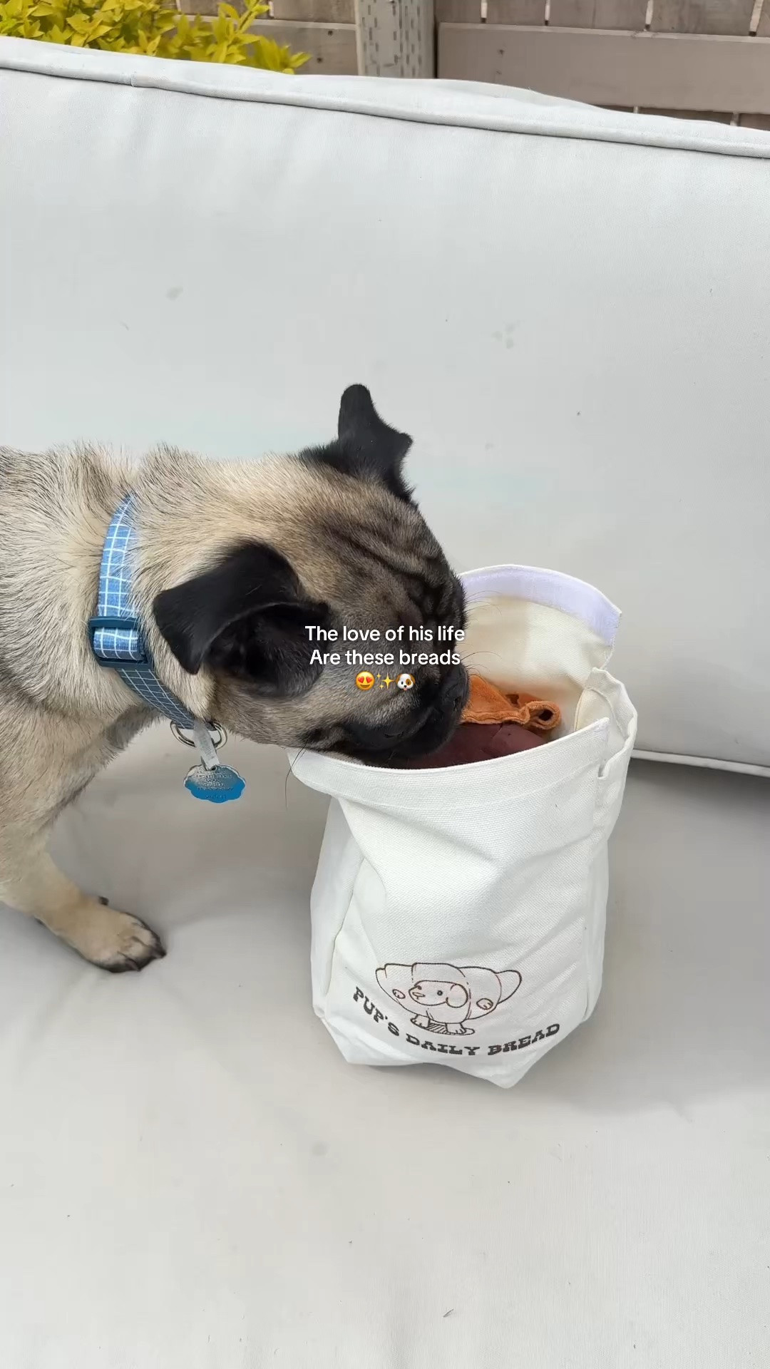 My dog is obsessed with these bread toys #dogtok #dogtoy #chewtoy #dogmom #nocciola

#LTKSaleAlert #LTKHome #LTKmomlife