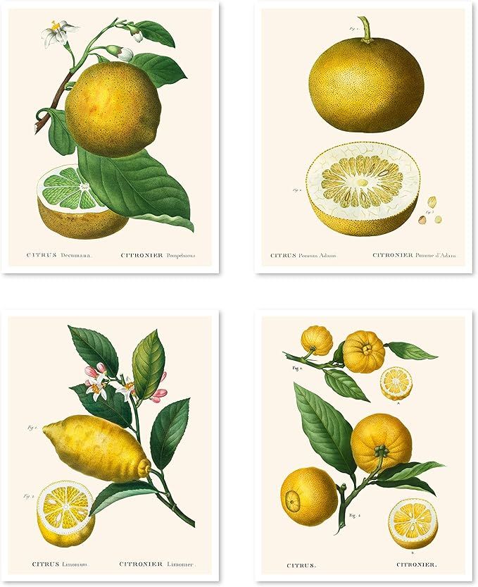 Vintage Botanical Prints | Citrus Wall Art by Ink Inc. | Kitchen Lemon Decor Mediterranean | Set ... | Amazon (US)