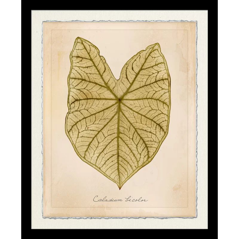 'Caladium Bi Color I' Framed Graphic Art Print | Wayfair North America