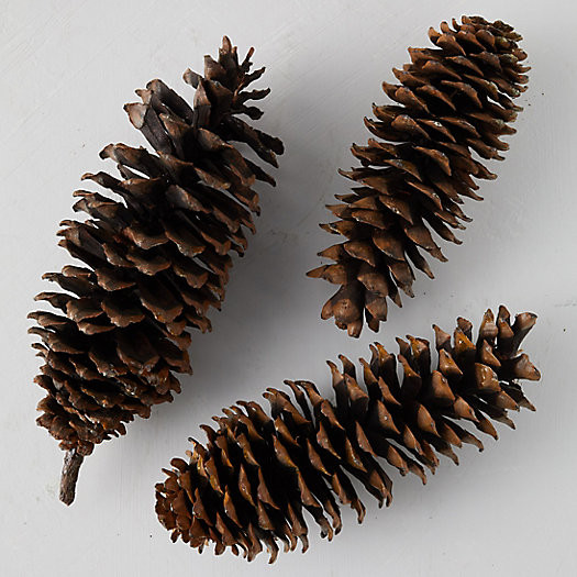 Sugar Pine Cone Bunch | Terrain