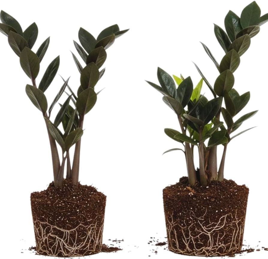2 ZZ Plants, Black ZZ Trees Live Plants, Houseplant from 4 to 6 Inc Tall, Home Decor | Amazon (US)