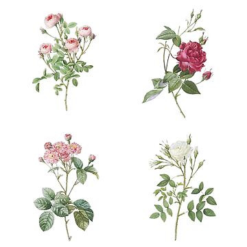 colorful Vintage Floral Sticker pack - Pierre-Joseph Redouté Pillow | Redbubble (US)