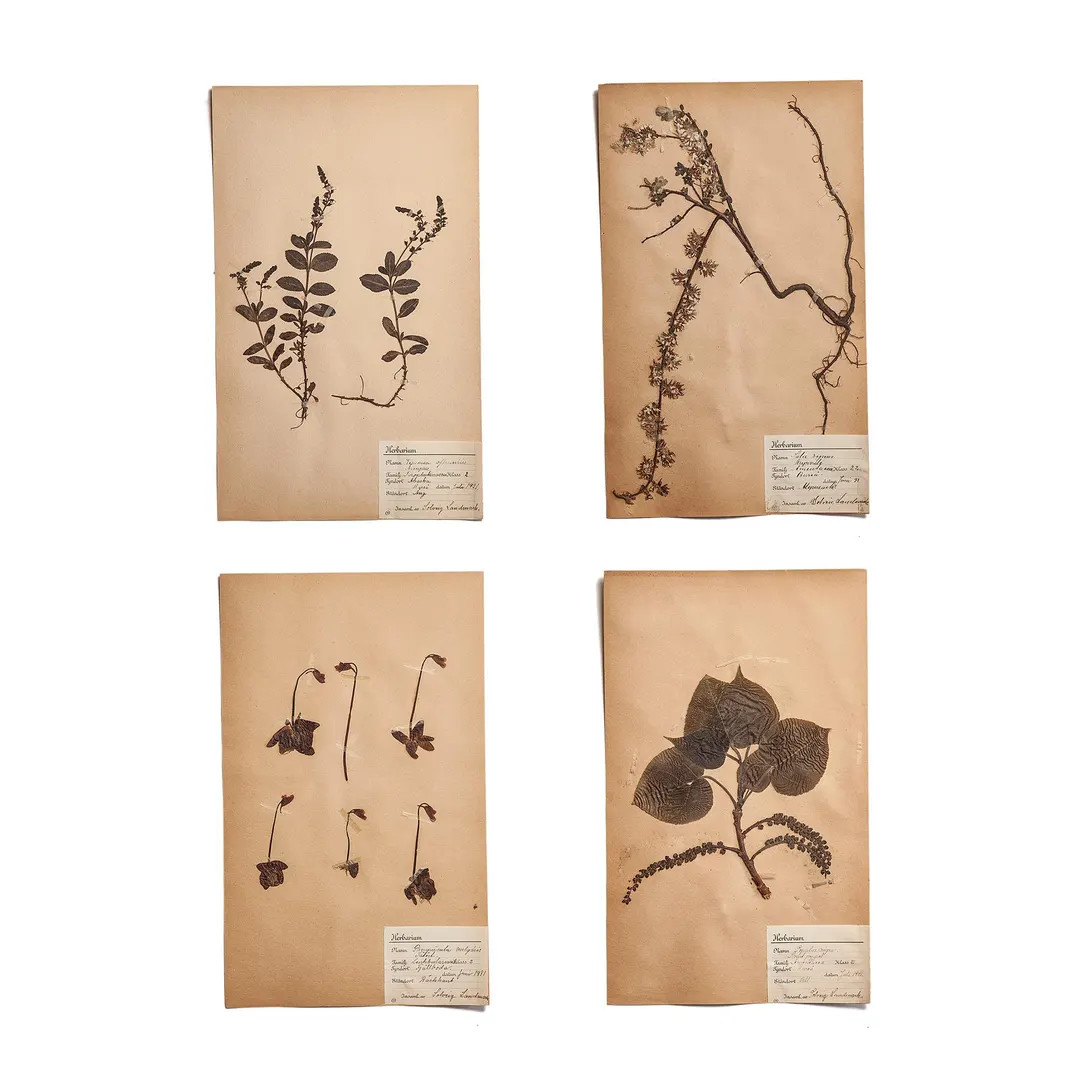 Set of Four Original Herbarium Sheets (1931) – Antique Botanical Specimens, Scientific Collecti... | Etsy (US)