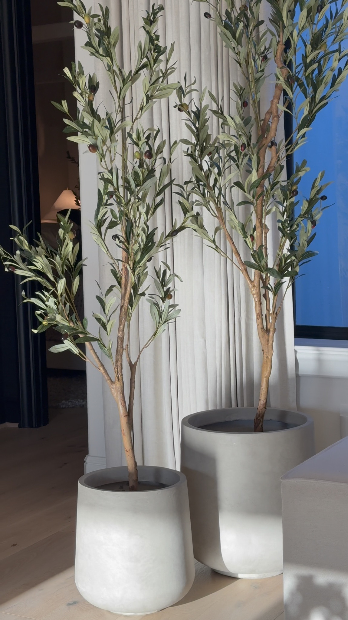 I love styling 5 foot tree next to 7 foot. I just love the scaling! 😍 … Used the large and medium size planters  for this look! 🤎

#LTKSale
#LTKHome #LTKStyle