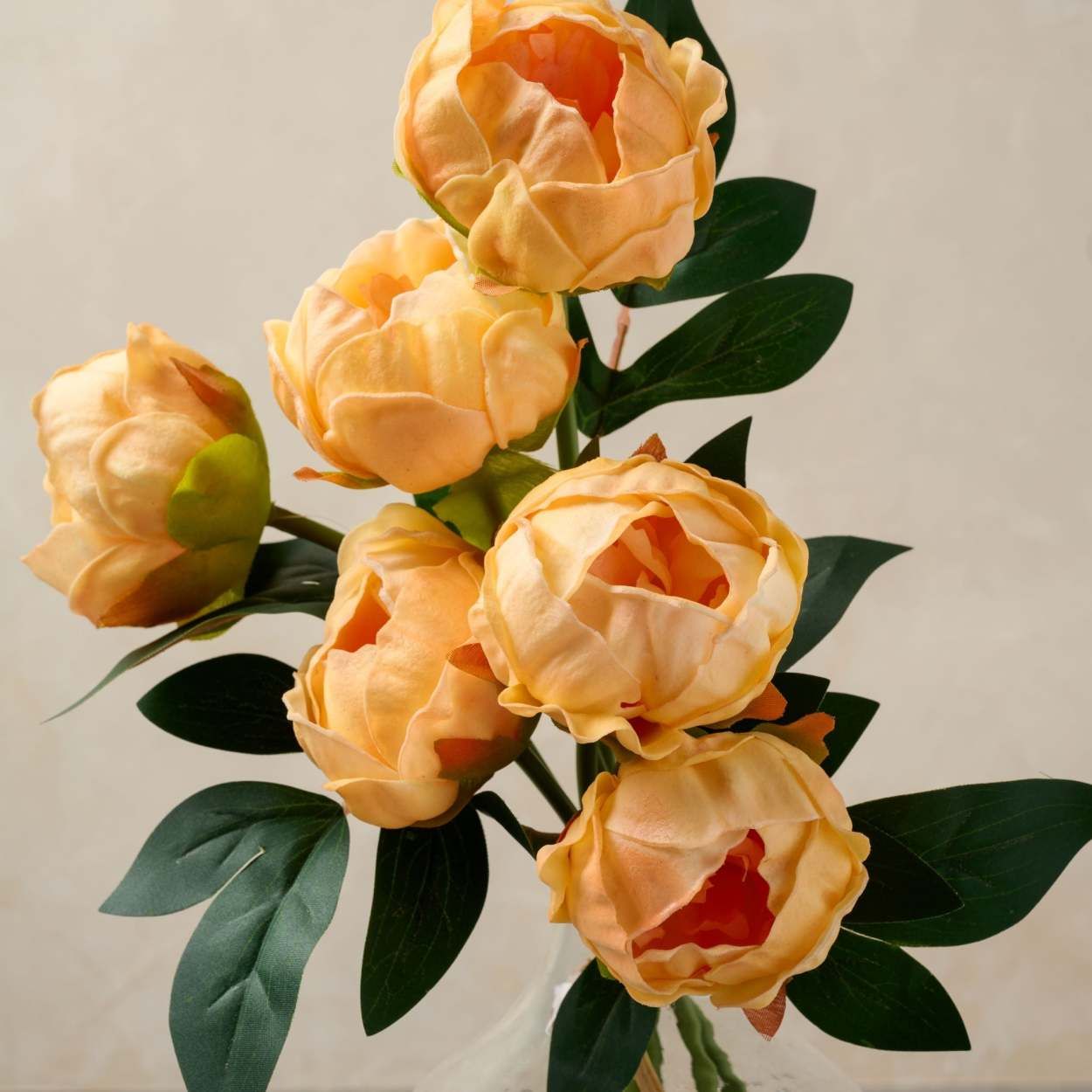 Peony Bundle | Magnolia