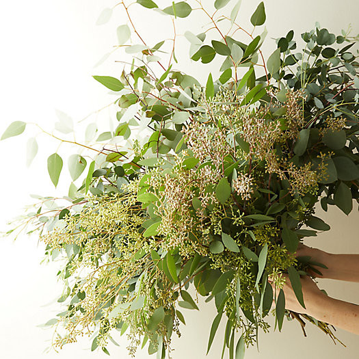 Fresh Assorted Eucalyptus Bunch | Terrain